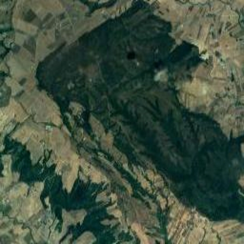 Il bosco dal satellite