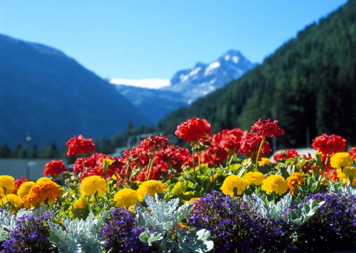 primavera